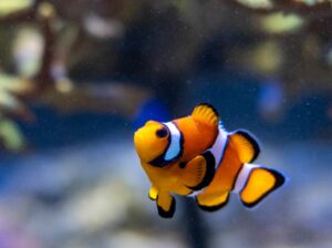Poisson clown
