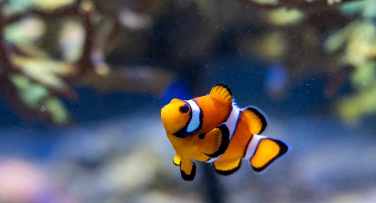 Poisson clown